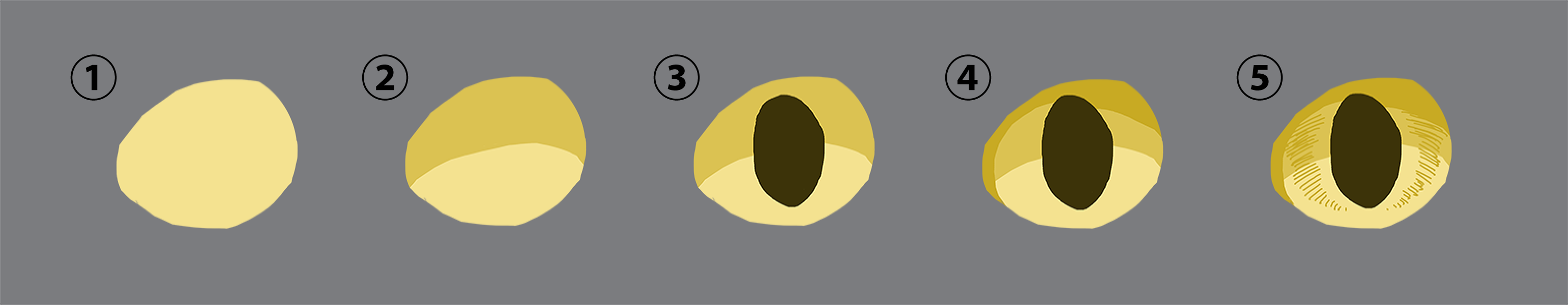 簡単にそれっぽい リアルな瞳 目 を描く方法 Sonicmoov Lab